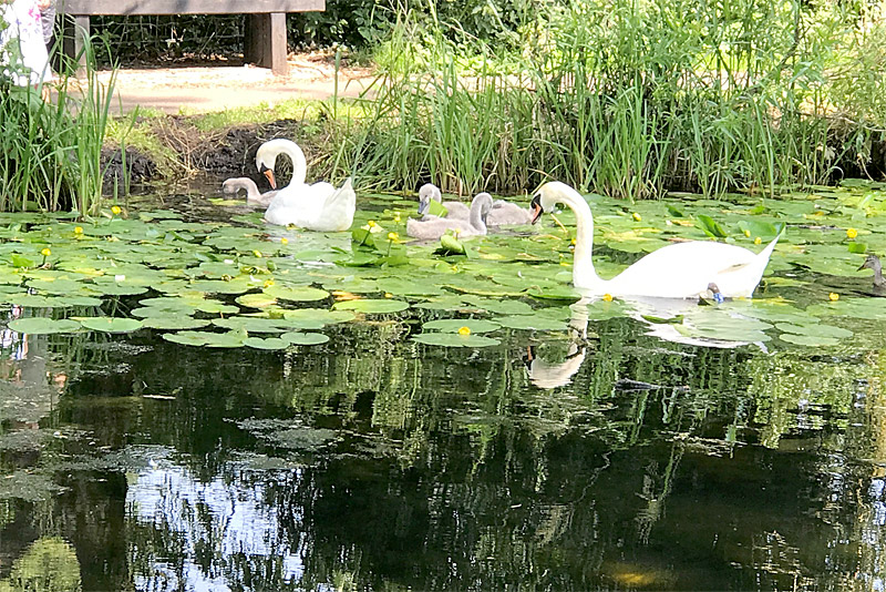 swans on newport strine