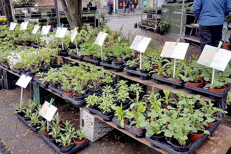 Large selection of plants