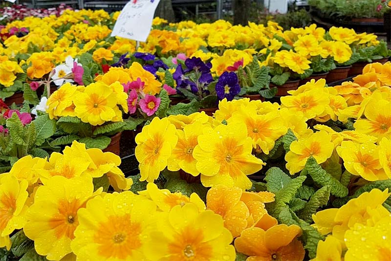 Potted primroses