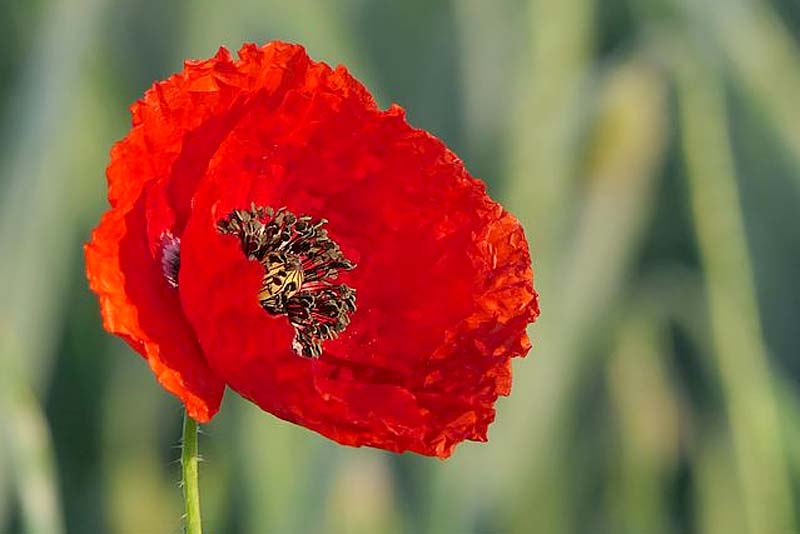 Remembrance Sunday